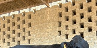 Webinar a Fieragricola giovedì 18 dicembre 2025 su “Alleanza carne-latte” Fieragricola