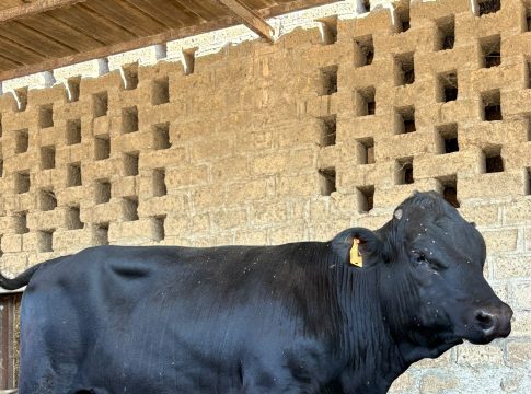 Webinar a Fieragricola giovedì 18 dicembre 2025 su “Alleanza carne-latte” Fieragricola