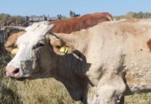 Lumpy skin disease, proteste in Francia per l’abbattimento di 1,5 milioni di capi bovini Lumpy skin disease