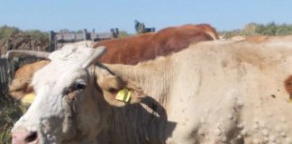 Lumpy skin disease, proteste in Francia per l’abbattimento di 1,5 milioni di capi bovini Lumpy skin disease