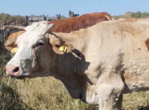 Lumpy skin disease, proteste in Francia per l’abbattimento di 1,5 milioni di capi bovini Lumpy skin disease