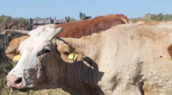 Lumpy skin disease, proteste in Francia per l’abbattimento di 1,5 milioni di capi bovini Lumpy skin disease