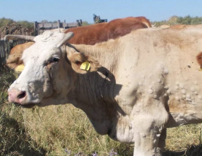 Dermatite-nodulare-bovina-FOT O_DELL'ASL_ OGLIASTRA Lumpy skin disease Lumpy skin disease