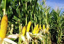 Assalzoo, il crollo della produzione di mais e l’aumento dei costi energetici pesano sulla zootecnia