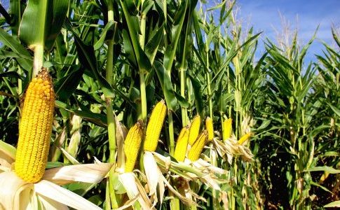 Assalzoo, il crollo della produzione di mais e l’aumento dei costi energetici pesano sulla zootecnia