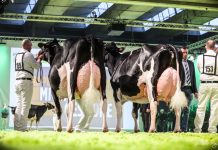 A Fieragricola torna il Dairy Show, la mostra bovina internazionale mostra bovina
