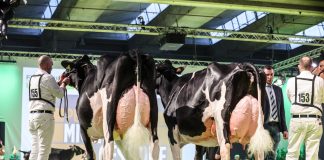A Fieragricola torna il Dairy Show, la mostra bovina internazionale mostra bovina