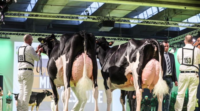 A Fieragricola torna il Dairy Show, la mostra bovina internazionale mostra bovina
