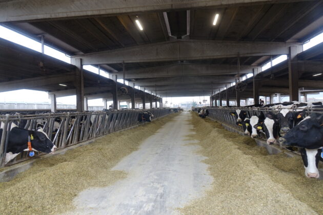 L&rsquo;allevamento, considerando anche la rimonta, arriva a circa 1.500 capi