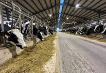 Zootecnia al bivio, 65 miliardi a rischio zootecnia