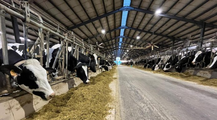 Zootecnia al bivio, 65 miliardi a rischio zootecnia