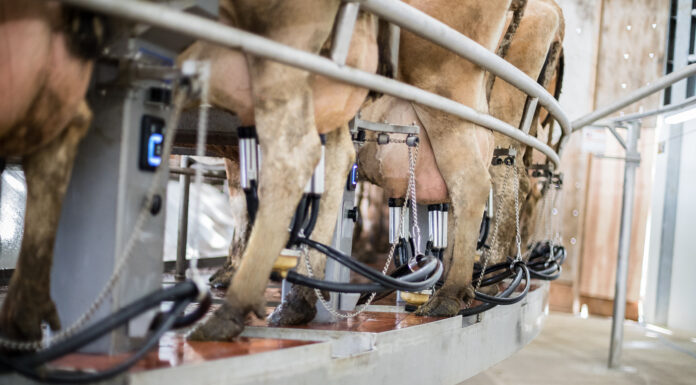 Dati in stalla e intelligenza artificiale nella zootecnia da latte