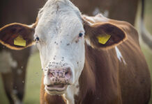 controllo mosche in allevamento