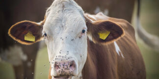 controllo mosche in allevamento