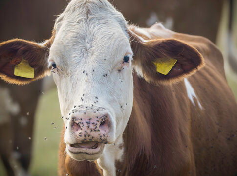 controllo mosche in allevamento