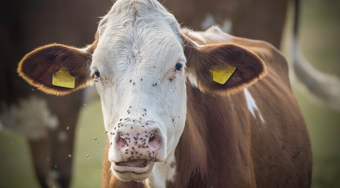 controllo mosche in allevamento