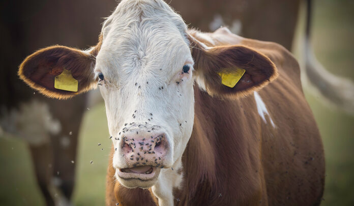 controllo mosche in allevamento