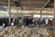 Le razioni da Parmigiano Reggiano, come cambiarle senza cambiare Parmigiano Reggiano