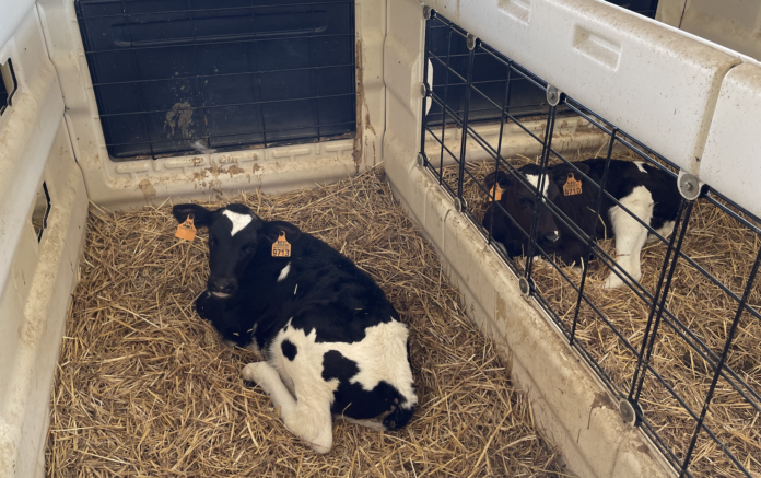 Parmigiano Reggiano numeri