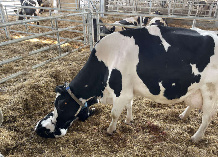 rubrica_parmigiano_07_2026_foto primo parto