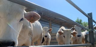 zootecnia centro Italia