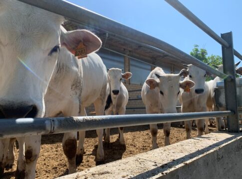 zootecnia centro Italia