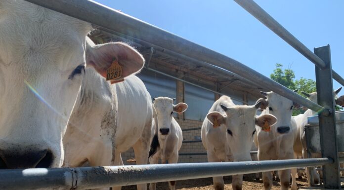 zootecnia centro Italia