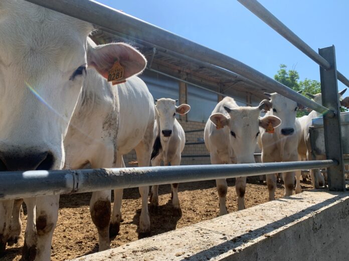 zootecnia centro Italia