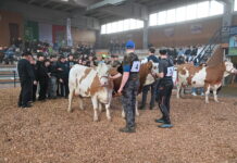 Pezzata Rossa italiana