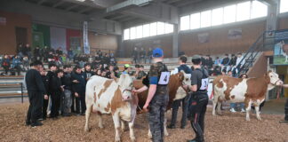 Pezzata Rossa italiana, il successo del Festival Pezzata Rossa italiana
