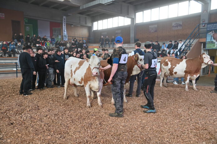 Pezzata Rossa italiana