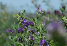 Erba medica