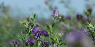 Erba medica