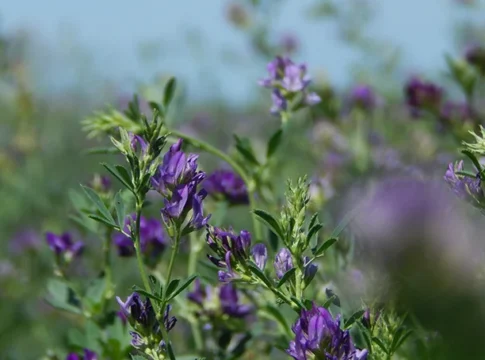 Erba medica