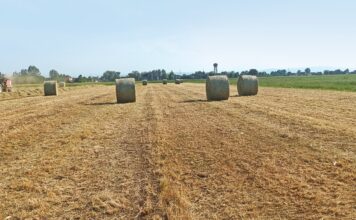 Fabrizio Ruozzi, Crpa: nel far fieno privilegiamo la qualità