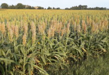sorgo