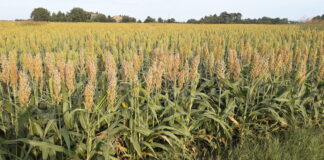sorgo