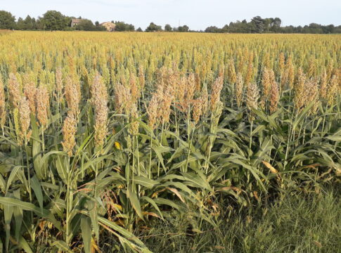 Si può sostituire il mais nelle diete? Sì, con il sorgo sorgo