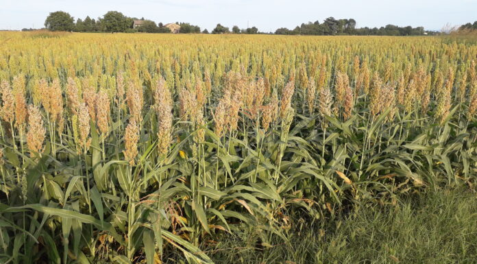 Si può sostituire il mais nelle diete? Sì, con il sorgo sorgo