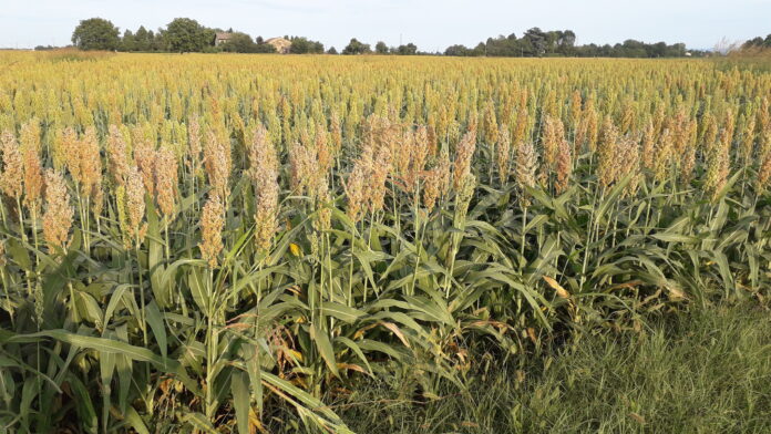 sorgo