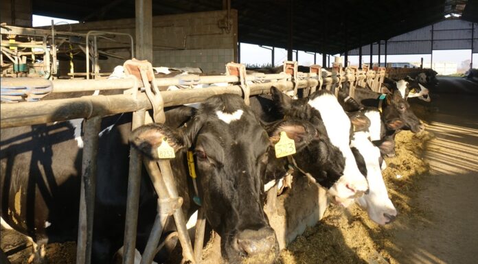 Lo stress da caldo delle bovine deprime anche la qualità del latte