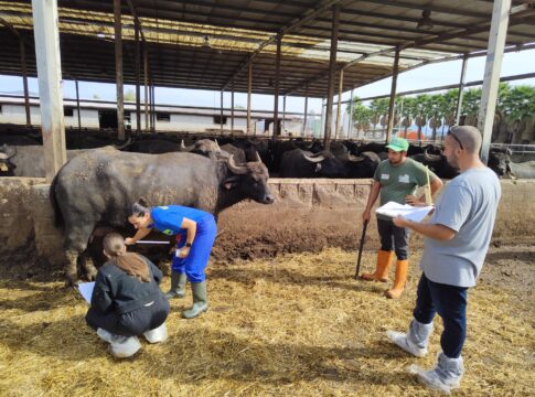 A Sorrento il World Buffalo Congress Sorrento