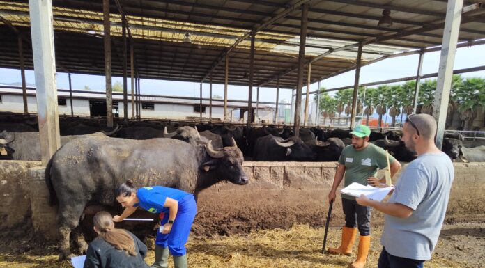 A Sorrento il World Buffalo Congress Sorrento