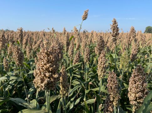 sorgo