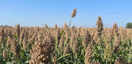 sorgo