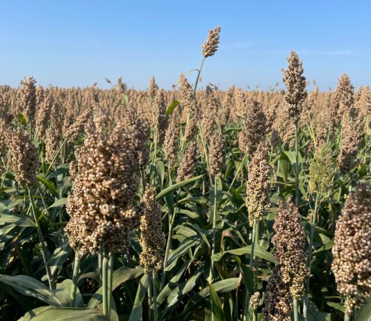 sorgo