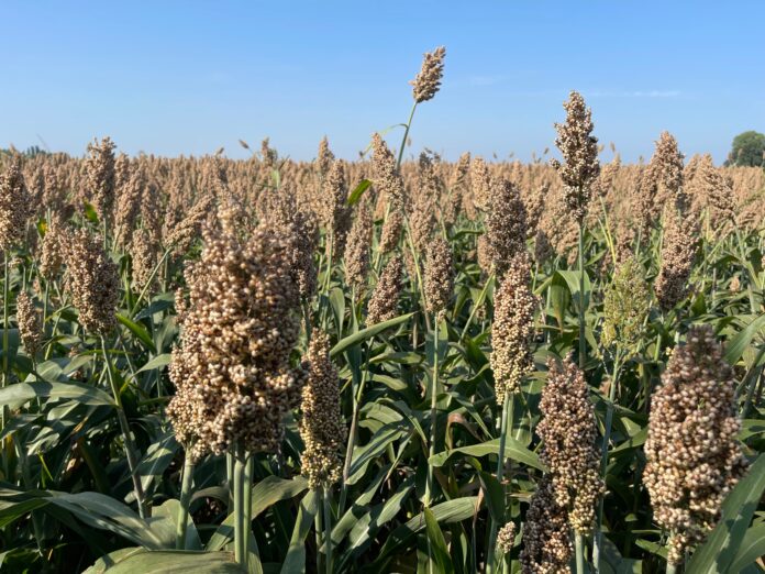 sorgo