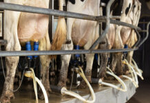 dairy data warehouse