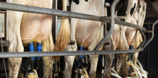 dairy data warehouse