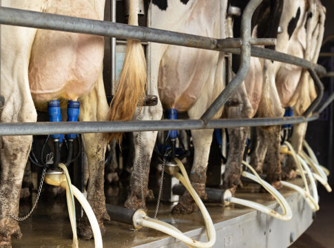 dairy data warehouse